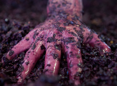 Organic wines from Barossa to the world. Whistler Wines.